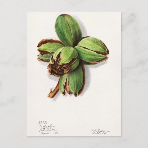 Hickory Carya Fruit Watercolor Painting Postcard
