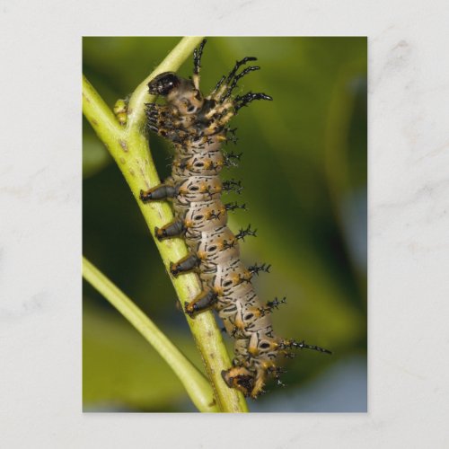 Hickory horned devil caterpillar Citheronia Postcard