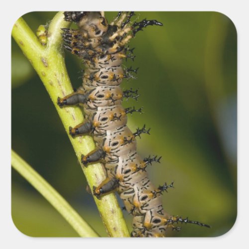 Hickory horned devil caterpillar Citheronia Square Sticker