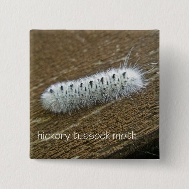 Hickory Tussock Moth (Lophocampa caryae) Items Pinback Button (Front)