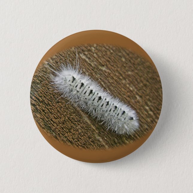 Hickory Tussock Moth (Lophocampa caryae) Items Pinback Button (Front)