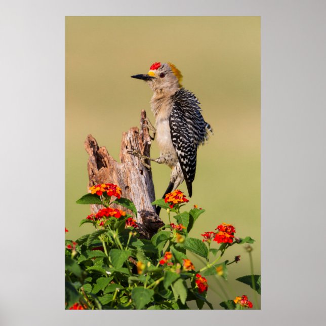 Hidalgo County, Texas. Golden-fronted Woodpecker Poster (Front)