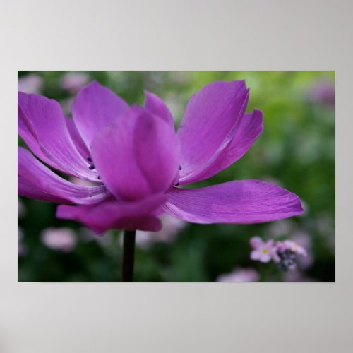 Hidden Anemone Floral Photography Poster