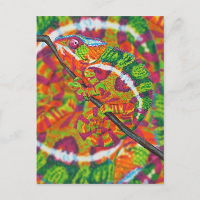 Hidden Chameleon Postcard (Front)