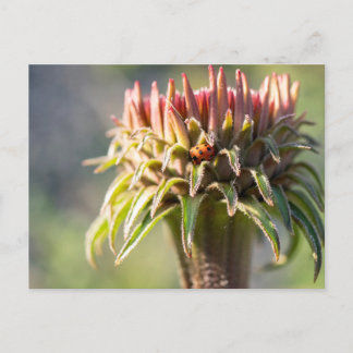 Hidden Gem - Echinacea Postcard