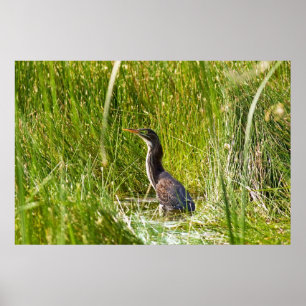 "Hidden Heron" (Landscape) Poster
