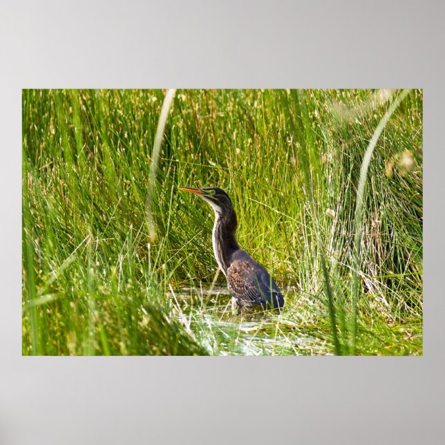 "Hidden Heron" (Landscape) Poster (Front)