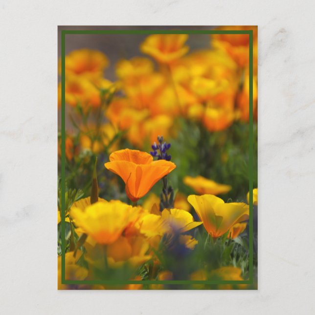 Hidden Poppy Postcard (Front)