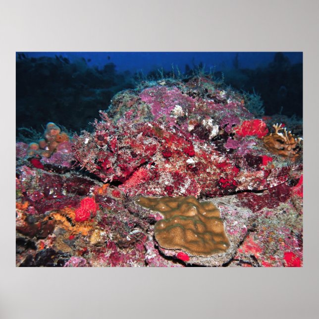 Hidden Scorpionfish Poster (Front)