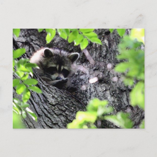 Hidding Raccoon Postcard (Front)