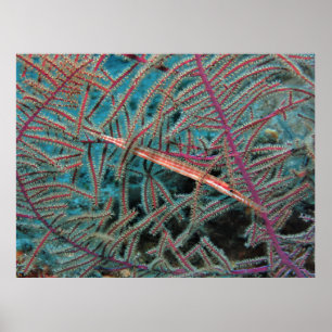 Hidding Trumpetfish Poster