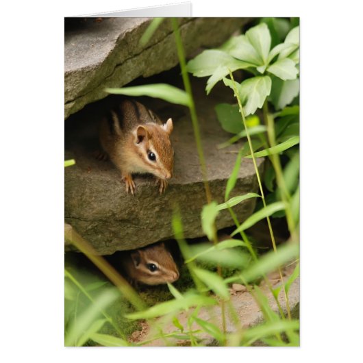 Hide & Seek Baby Chipmunks Cards (Front)