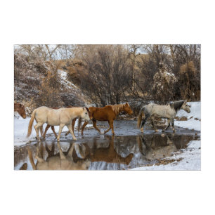 Hideout Horse Ranch Acrylic Print