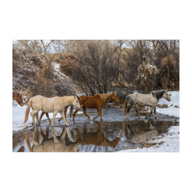 Hideout Horse Ranch Acrylic Print (Front)
