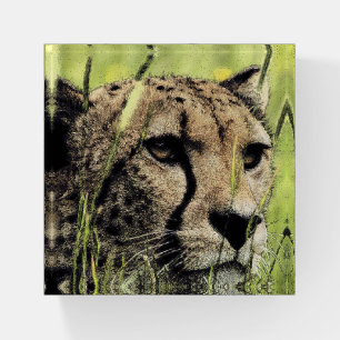 Hiding Cheetah Paperweight