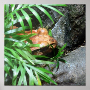 Hiding Frog Poster