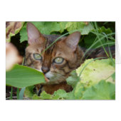 Hiding in the Garden (Front Horizontal)