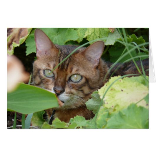 Hiding in the Garden Cards (Front Horizontal)