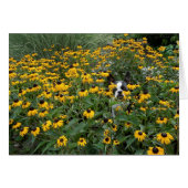 Hiding in the Rudbeckia - Lola B. Boston (Front Horizontal)