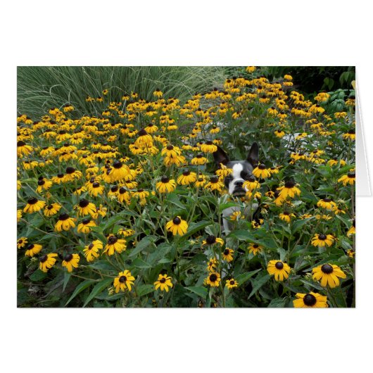Hiding in the Rudbeckia - Lola B. Boston (Front Horizontal)