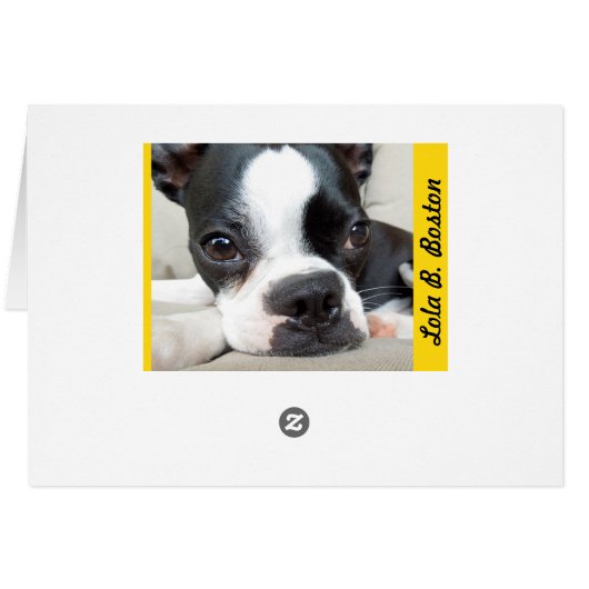 Hiding in the Rudbeckia - Lola B. Boston (Back Horizontal)