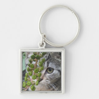 Hiding Kitten Keychain
