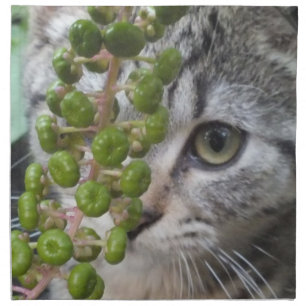 Hiding Kitten Napkins