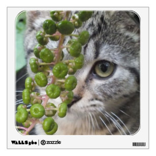 Hiding Kitten Wall Decal