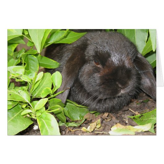 Hiding Place (Front Horizontal)