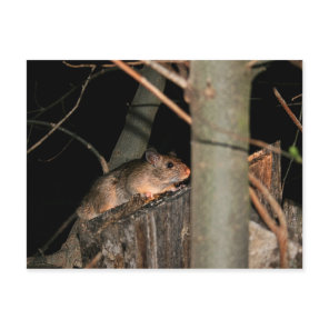 Hiding Postcard