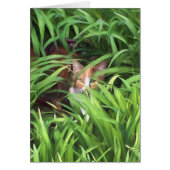 hiding tabby cat in leaves (Front)