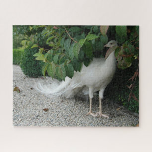 Hiding White Peacock Puzzle