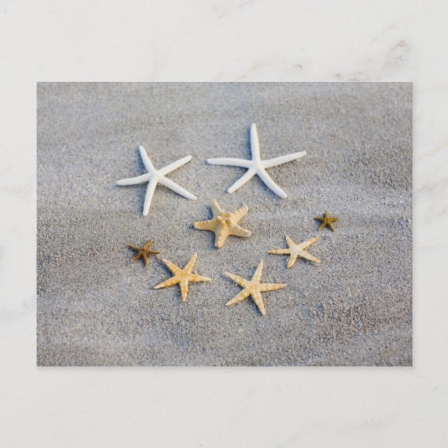 High angle view of a starfish on the beach postcard (Front)