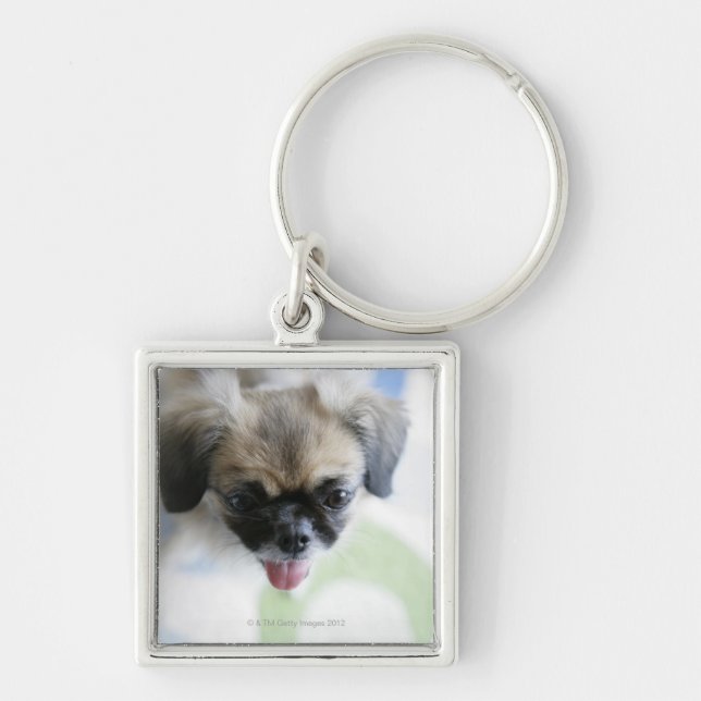 High angle view of an Eskimo Dog Keychain (Front)