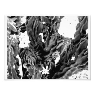 High Contrast Cactus || Black and White Photo Print