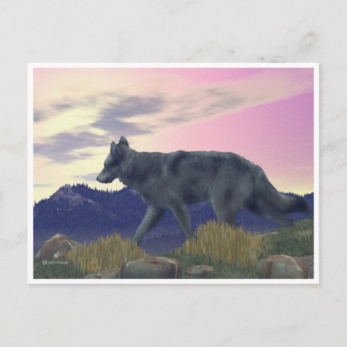 High Country Wolf Postcard