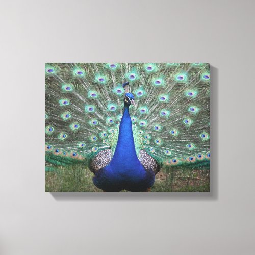 High definition photography of Peacock on canvas