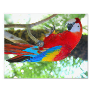 High definition photography Scarlet Macaw Photo Print