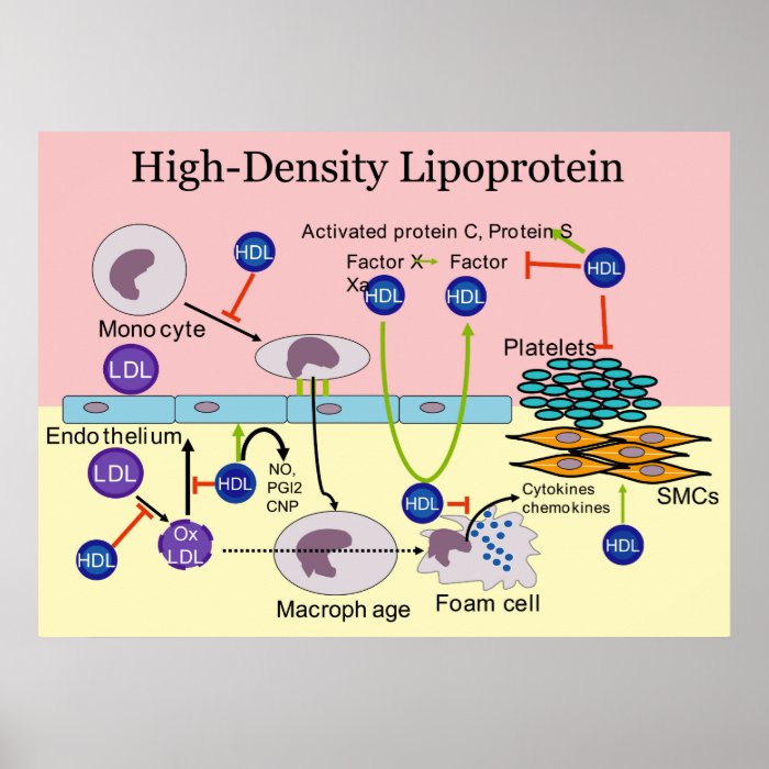 High Density Lipoprotein HDL Diagram Poster