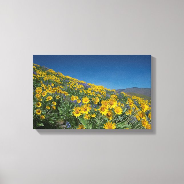 High Desert Balsam Superbloom Canvas Print (Front)