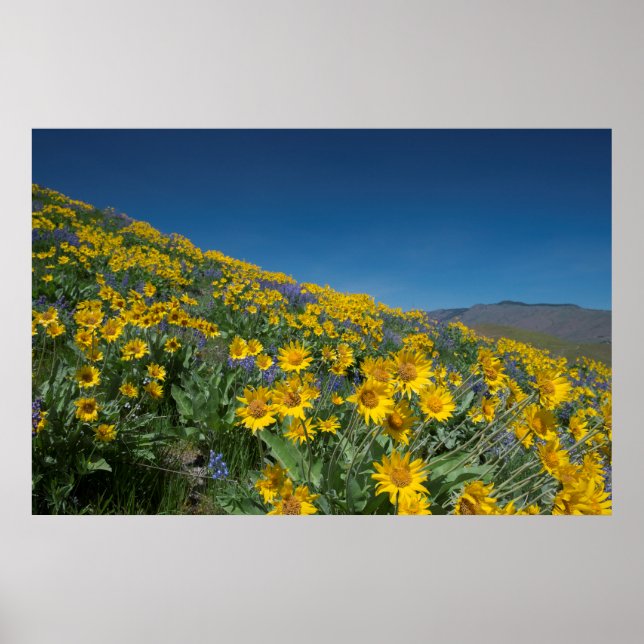High Desert Superbloom Poster (Front)