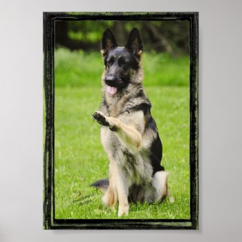 High Five German Shepherd Poster by woodlandesigns at Zazzle