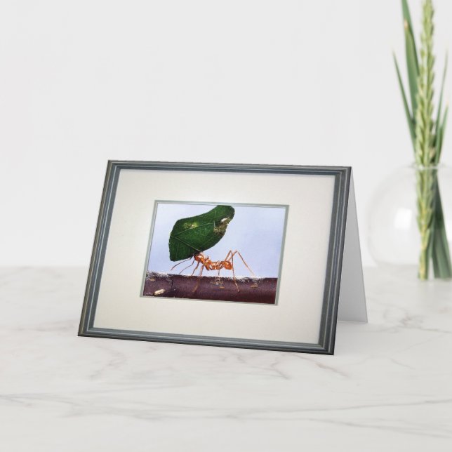 High Hopes Card (Front)