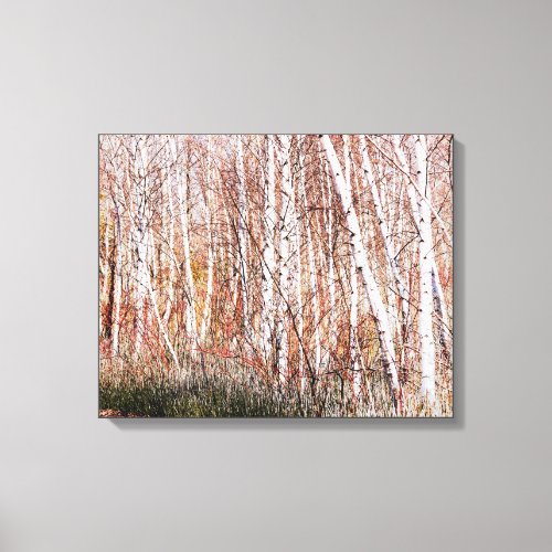 High Key Paper Birch Trees Fall Sunlit Forest Canvas Print