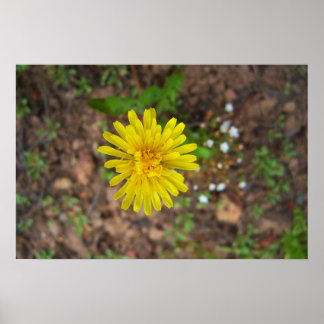 High Mountain Dandelion Poster