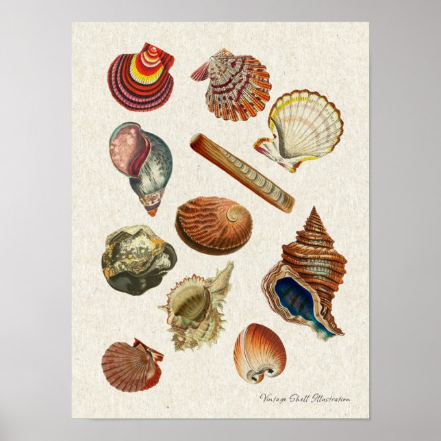 High Resolution Vintage Seashells Poster (Front)