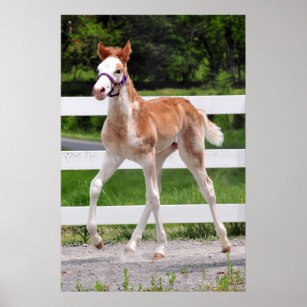 High Steppin Red Roan Colt Poster