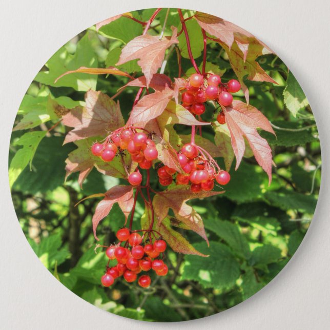 Highbush Cranberries Button (Front)