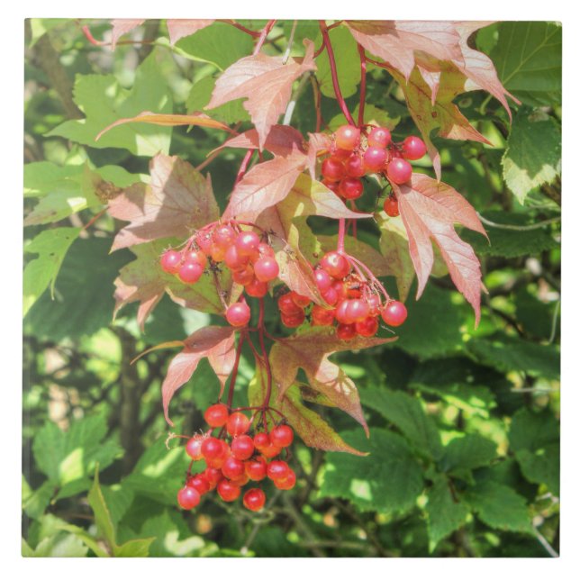 Highbush Cranberries Ceramic Tile (Front)