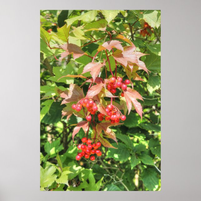 Highbush Cranberries Poster (Front)